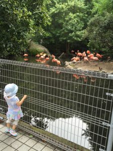 フラミンゴがお気に入り